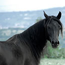Cavallo arabo NADIRA DUEVI