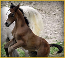 Cavallo Arabo arc_kerak