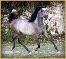 Cavallo Arabo arc_malik