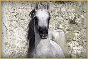 Cavallo Arabo Arc Ibn Karadschi