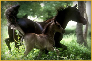 Cavallo Arabo Black Magic Arc