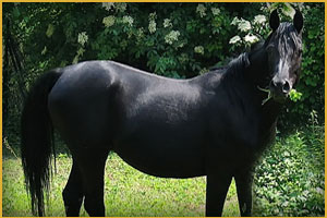 Cavallo Arabo Jarda Anne Mrb