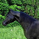 ARISTIC REBONY