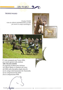 Arc Black Sheikh risultato