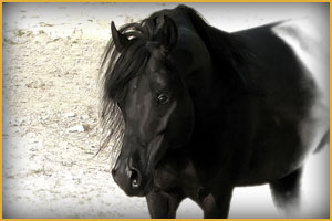 Cavallo Arabo ArcMuraqib