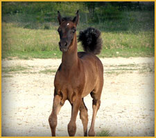 Cavallo Arabo arc adib