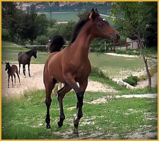 Cavallo Arabo Arc Akkid