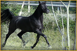 Cavallo Arabo Arc Aristanne