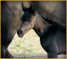 Cavallo Arabo Arc Bint Bint Poky 