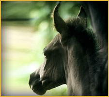 Cavallo Arabo arc black angel