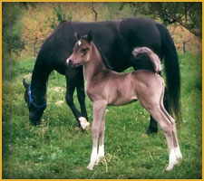 Cavallo Arabo arc black vanity