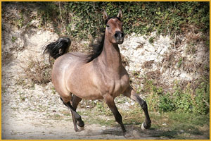 Cavallo Arabo arc karabah