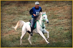 Cavallo Arabo Arc Katusha