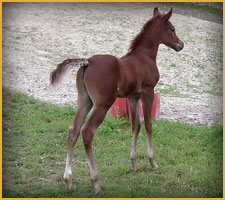 Cavallo Arabo arc kilimanjaro two