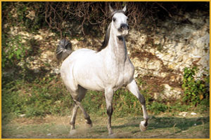 Cavallo Arabo ArcMuraqib