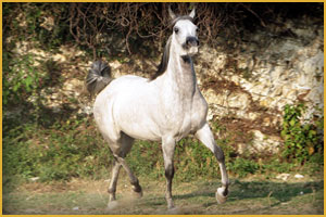 Cavallo Arabo ArcMuraqib