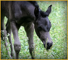 Cavallo Arabo arc maia