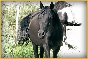 Cavallo Arabo arc maia