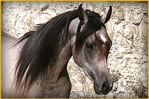 Cavallo Arabo arc makbeth