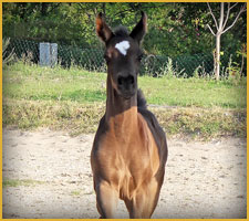 Cavallo Arabo arc mareb