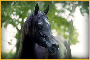 Cavallo Arabo Arc Ibn Karadschi