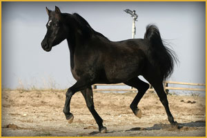 Cavallo Arabo Aristic Rebony