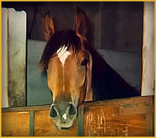 Cavallo Arabo Irina El Gaug