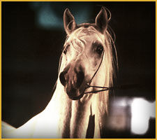 Cavallo Arabo arc mareb