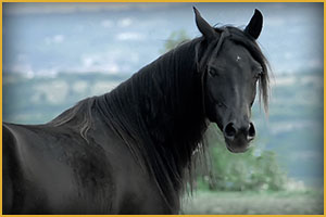 Cavallo Arabo Nadira Duevi
