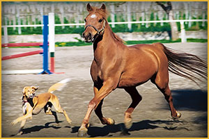 Cavallo Arabo summit shary